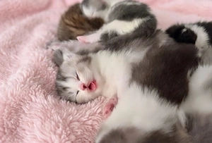 Zuckersüsse Reinrassige Bkh Kitten