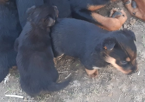 Rottweiler Mix Welpen 