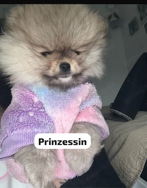 pomeranian Boo
