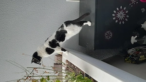 Pulli   verschmuster Kater sucht ruhiges Zuhause mit Balkon (Raum München)