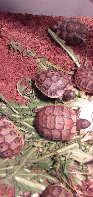 Testudo gracea Maurische Landschildkröten NZ 2025