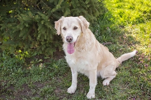 *SAM* ist menschenbezogen und er lernt sehr gerne Bild 3