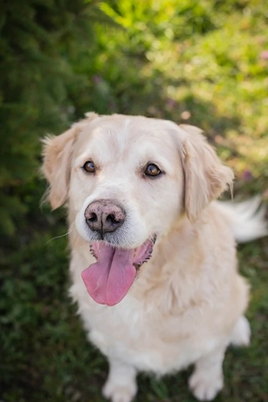 *SAM* ist menschenbezogen und er lernt sehr gerne Bild 2