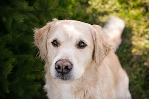 *SAM* ist menschenbezogen und er lernt sehr gerne Bild 4