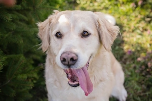 *SAM* ist menschenbezogen und er lernt sehr gerne Bild 5