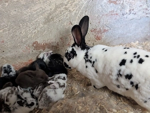 Bunte Kaninchen Babys   Dalmatiner