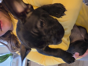 Französchie bulldogge eine hündin und ein rüde 