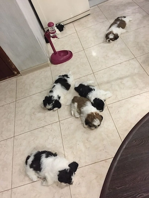 Shih Tzu Welpen