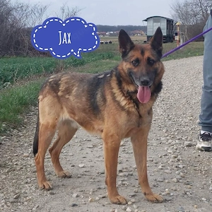 Jax, bildhübscher Deutscher Schäferhund Mix