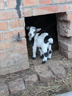 Westafrikanische Zwergziege Weiblich