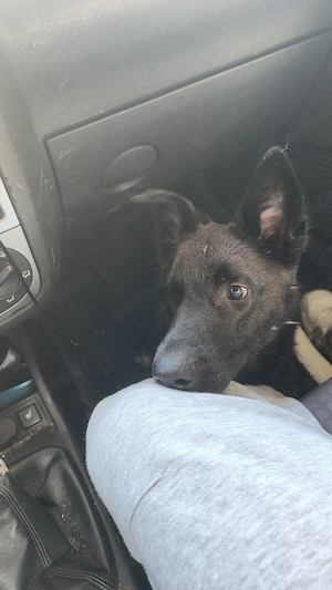 10 Monate alter Rüde sucht Zuhause 