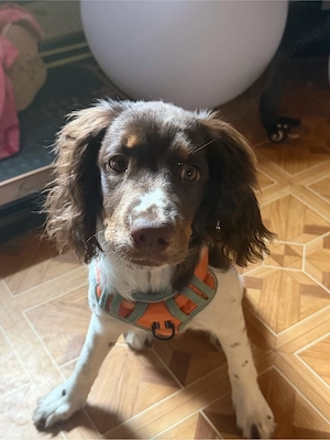 Schweren Herzen verkaufe ich meine 5Monaten alten Hündin nur in sehr guten Händen