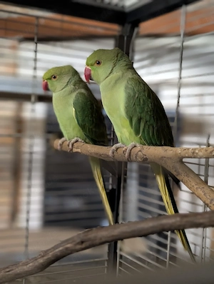 Tolle Halsbandsittiche mit DNA