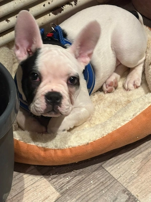 Französchie bulldogge rüde