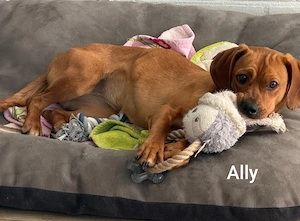 Ally   klein ca. 9kg, sucht passende Menschen Bild 5