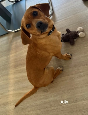 Ally   klein ca. 9kg, sucht passende Menschen Bild 2