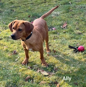 Ally   klein ca. 9kg, sucht passende Menschen Bild 3