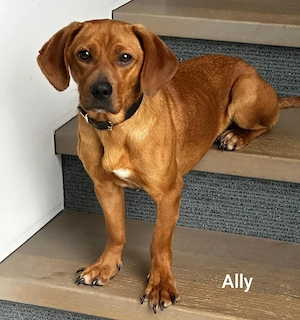Ally   klein ca. 9kg, sucht passende Menschen Bild 4