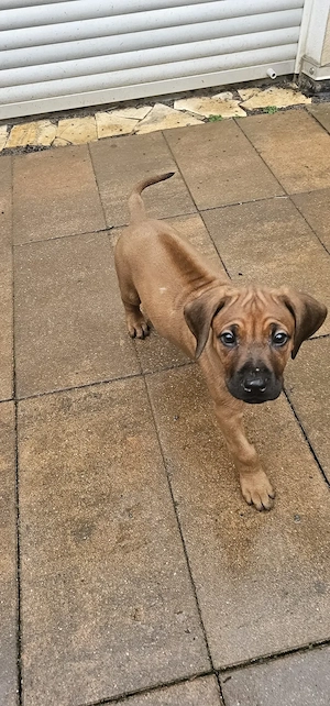 Rhodesian Ridgeback Hündin