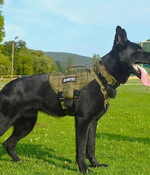 schwarze schäferhündin 10 monate 