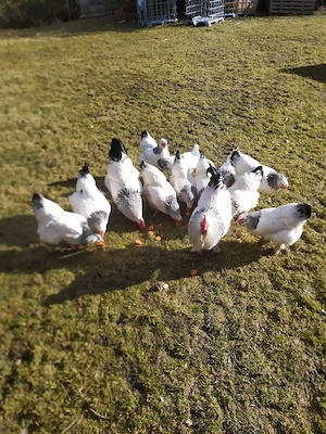Bruteier reinrassige große Sundheimer Hühner 