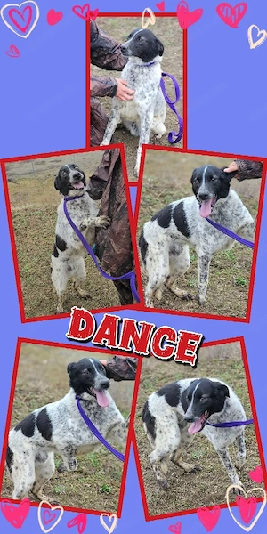 wunderbare Seele von Hund - Rüde Dance (lustig, lieb, menschenbezogen uvm.) sucht ein Zuhause 