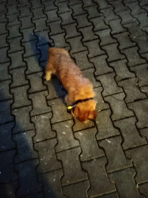 dackelmix rüde 5 Monate alt 