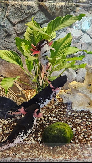 Harlekin Axolotl ca. MAI JUNI