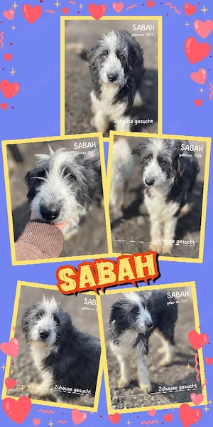 wunderschöne, freundliche, liebe, menschenbezogene Hündin "Sabah" sucht ein Zuhause