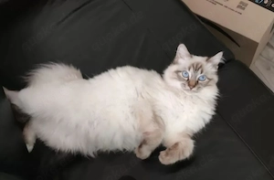 Heilige Birma Kitten