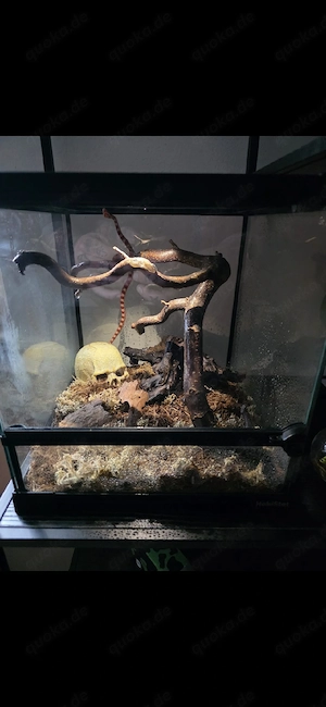 Albino Kornnatter weibchen 