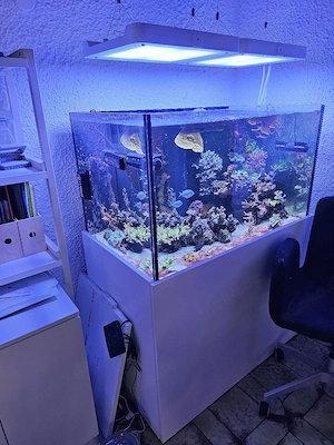 Phillips Coral Care 2 inklusive Controller