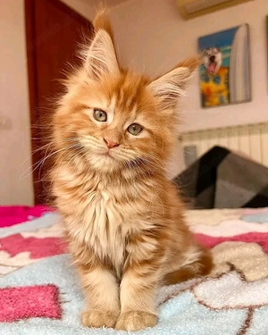 Reinrassige Maine-Coon-Kätzchen