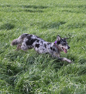 sheila 5 jahre alt Aussie hündin