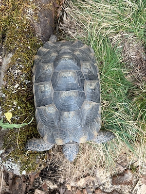 1 Adultes Breitrand Männchen