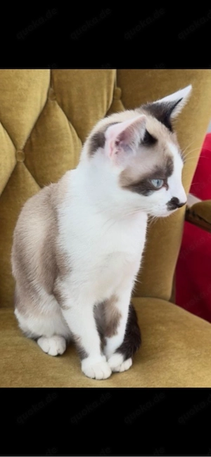 Hübsche Katzendame Rex Siam