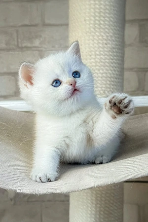 Britisch Kurzhaar Kätzchen (Weiß BKH) 