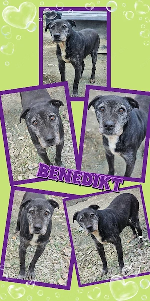 Hundeopi "Benedikt" sucht dringend ein Zuhause - wer kann helfen und hat ein Körbchen frei?