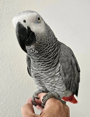 Handaufgezogene Graupapageienbabys bereit