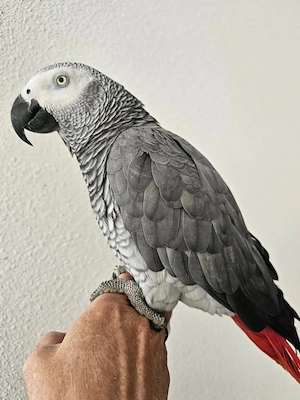 Handaufgezogene Graupapageienbabys bereit