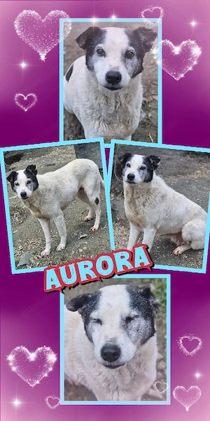 süße Hundeomi "Aurora" sucht dringend ein neues Zuhause  - wer kann helfen und hat ein Körbchen frei