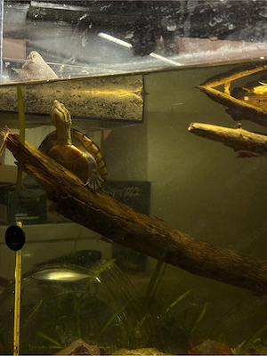 kinostenon leucostomum- wasserschildkröte