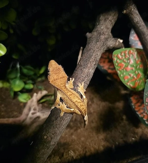 Verschiedene Geckos und Co. zur Abholung. 