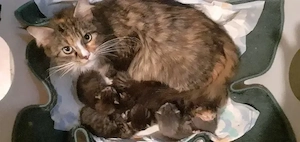 Maine Coon Mix Kitten Kätzchen 