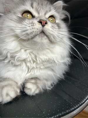 Verspielter BKH Langhaar Kater (silber)   jung & menschenbezogen   