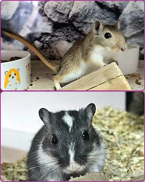 2 süße Rennmaus Mädchen suchen dich...