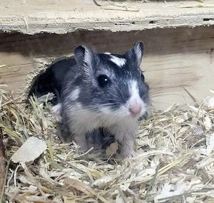 Süße Rennmäuse, Schwarzschecken 
