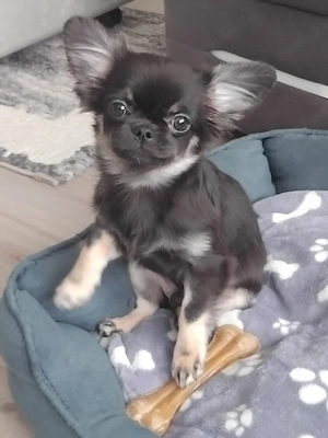 Chihuahua Welpe Rüde Langhaar: black and Tan