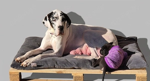 Deutsche Dogge Welpen  Bild 10