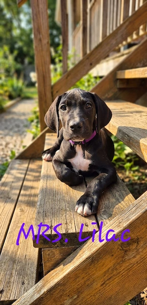 Deutsche Dogge Welpen 